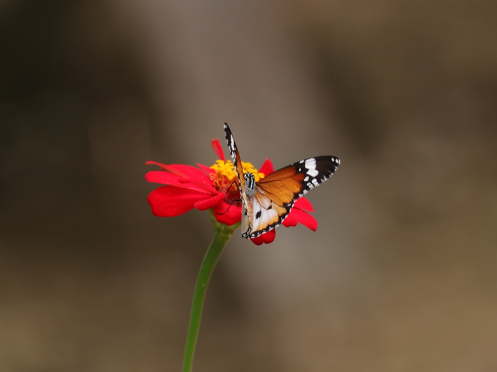 painted lady butterfly perched on red flower in close up photography during daytime
