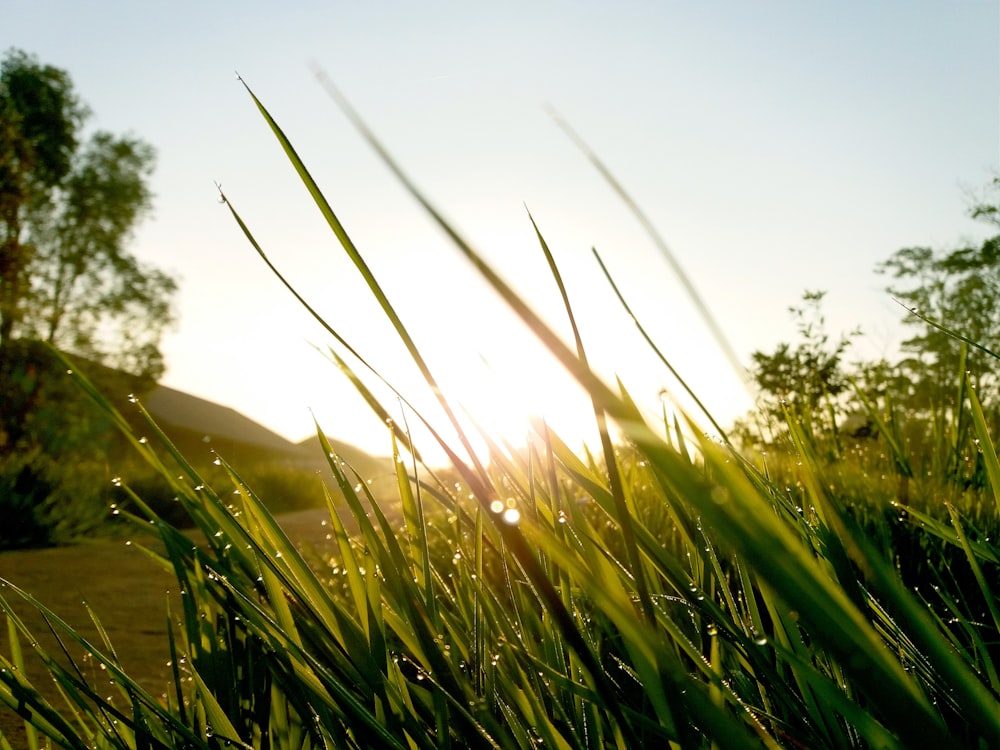 green grass field during daytime