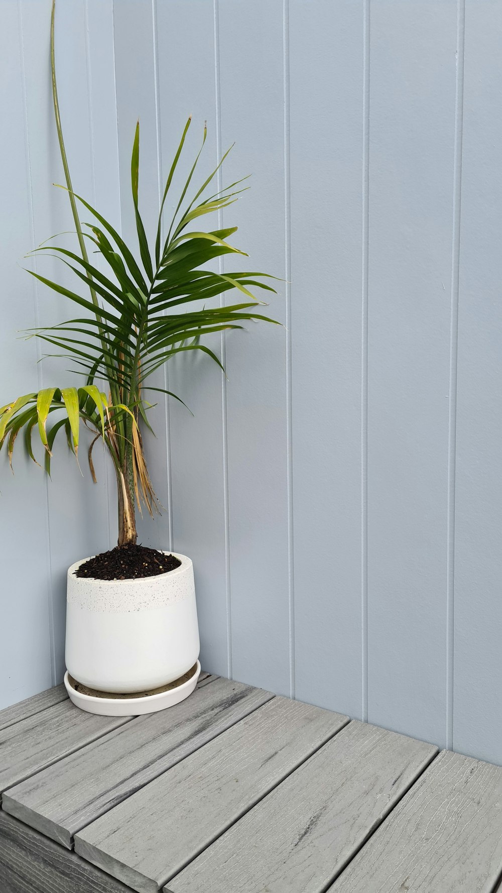 green plant on white pot