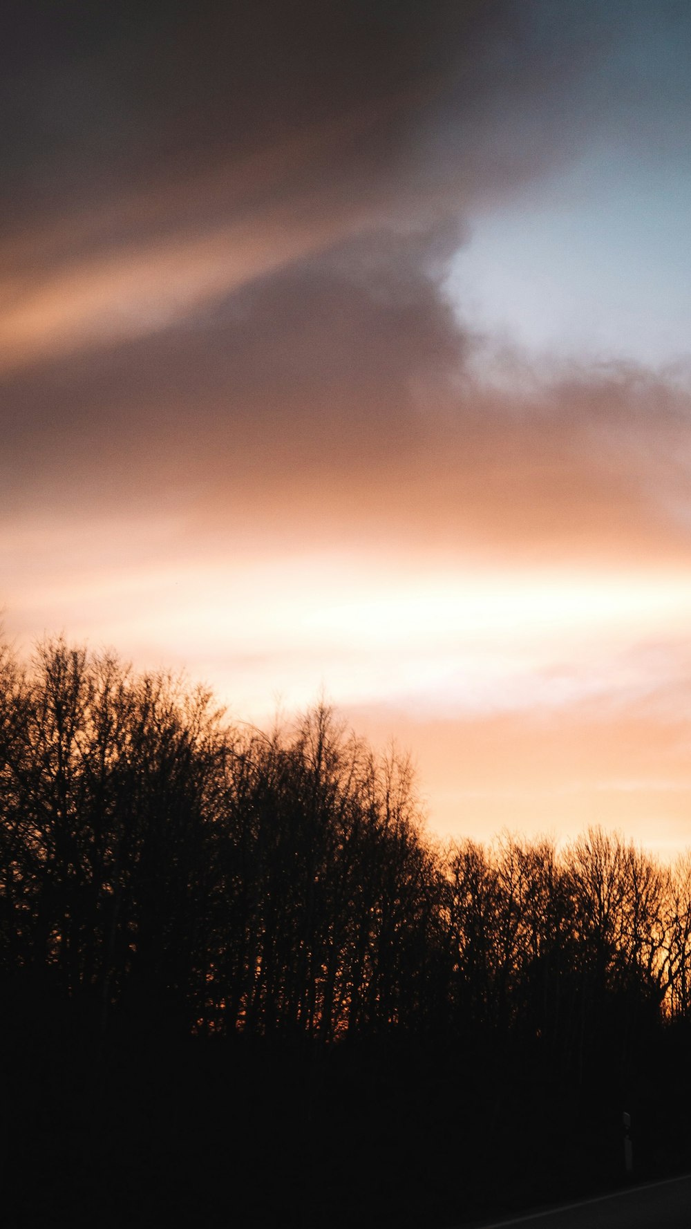 silhouette of trees during sunset