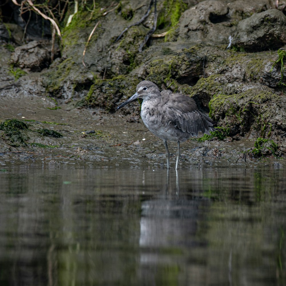 grey and white bird on water