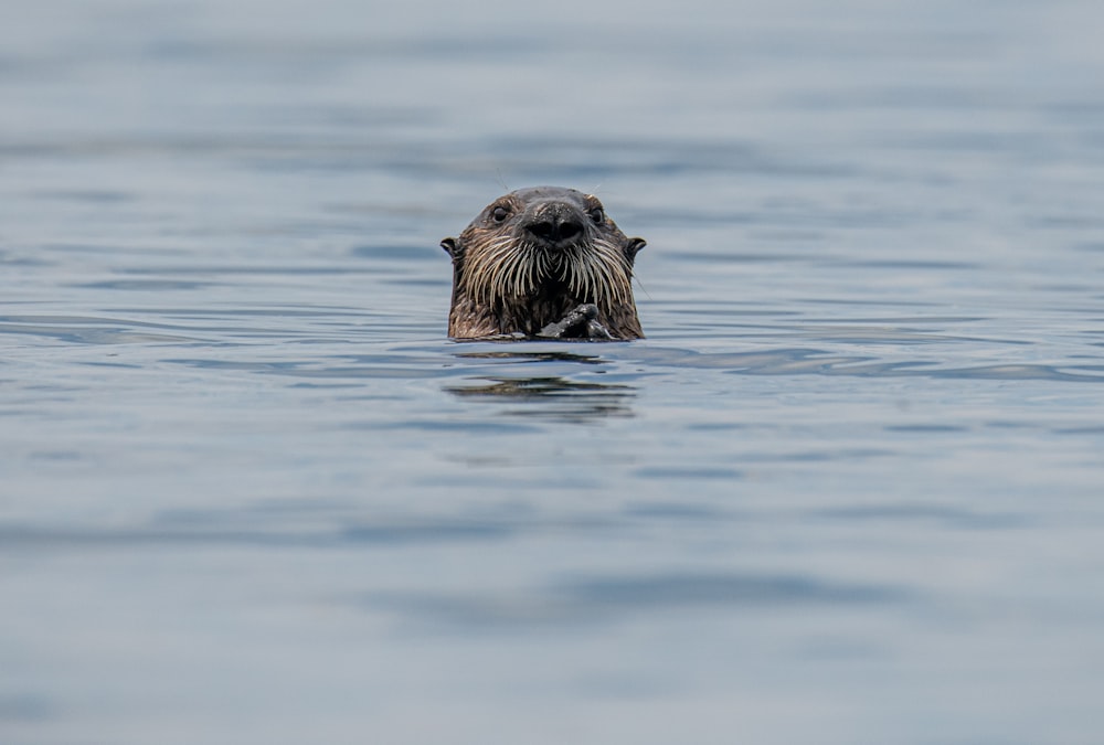 brown and black animal in water