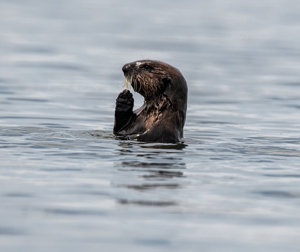 brown sea lion on water during daytime