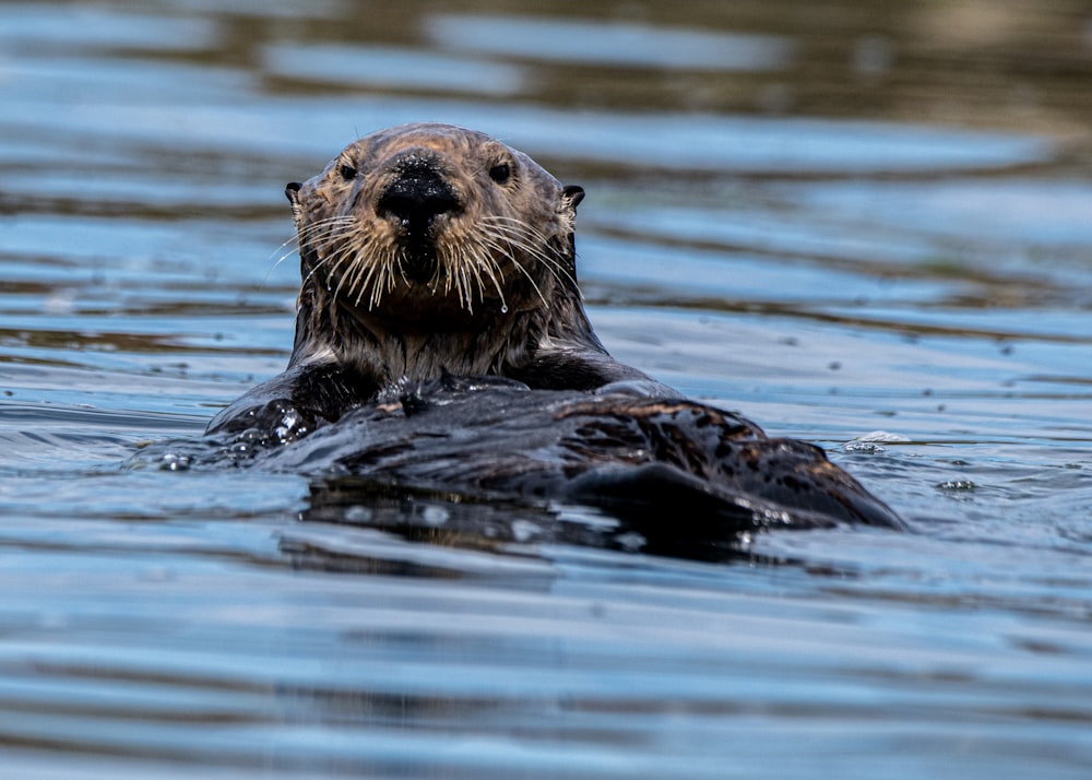 brown seal on water during daytime