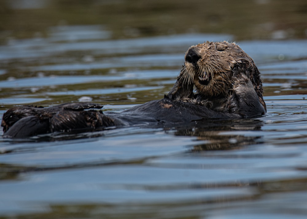 brown and black sea lion on water during daytime