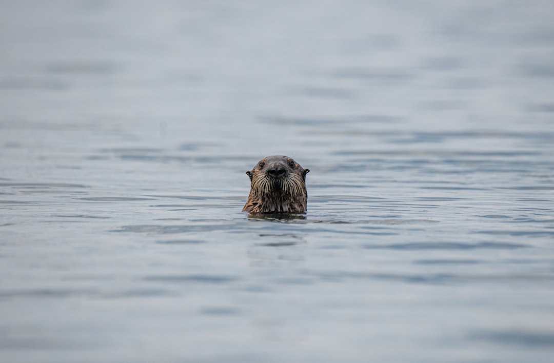 brown animal on water during daytime