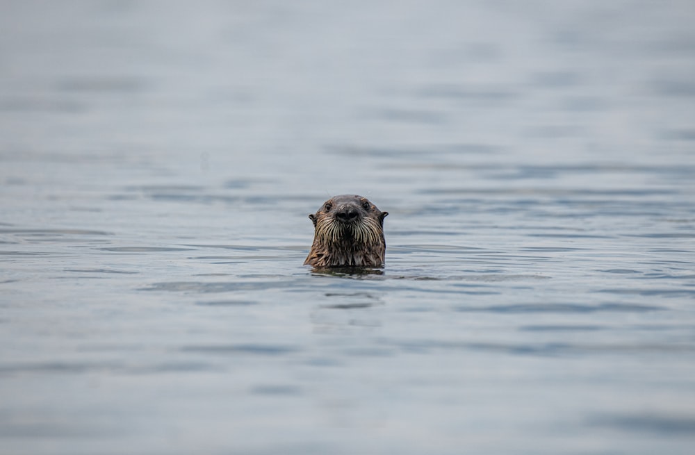 animal brun sur l’eau pendant la journée