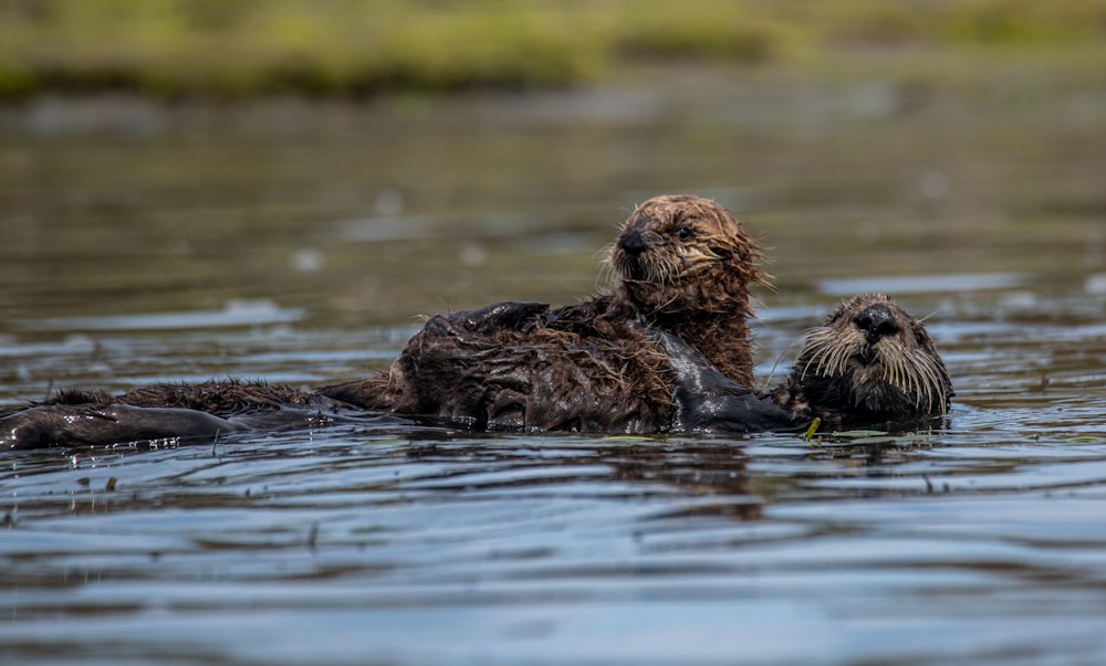 brown animal on water during daytime