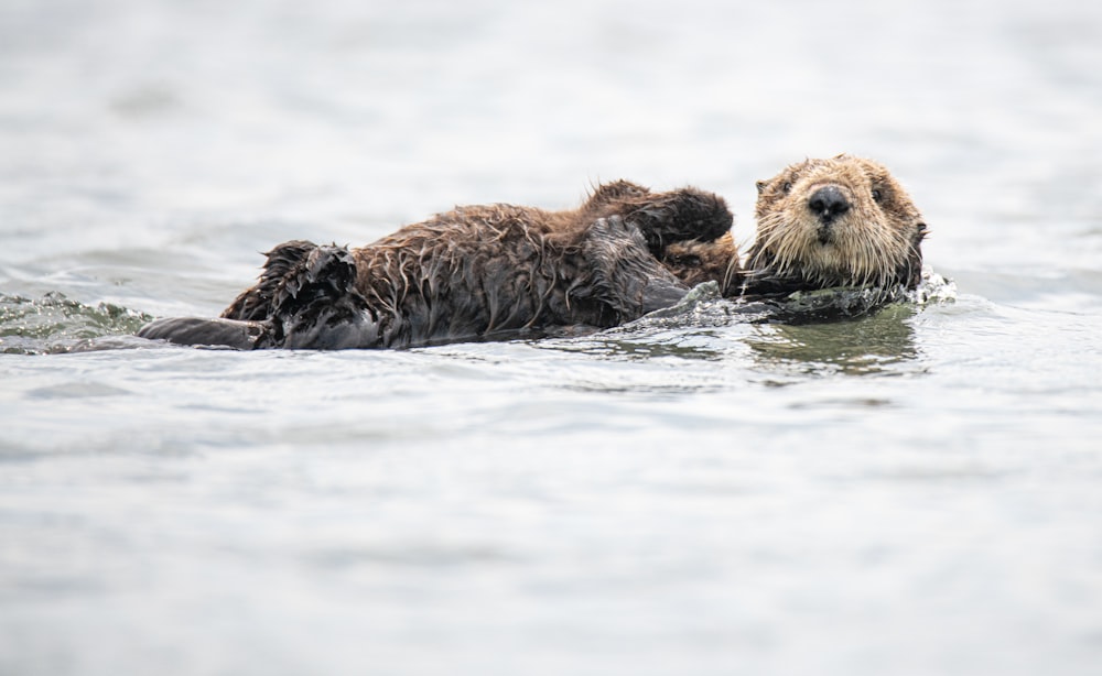 brown seal on water during daytime