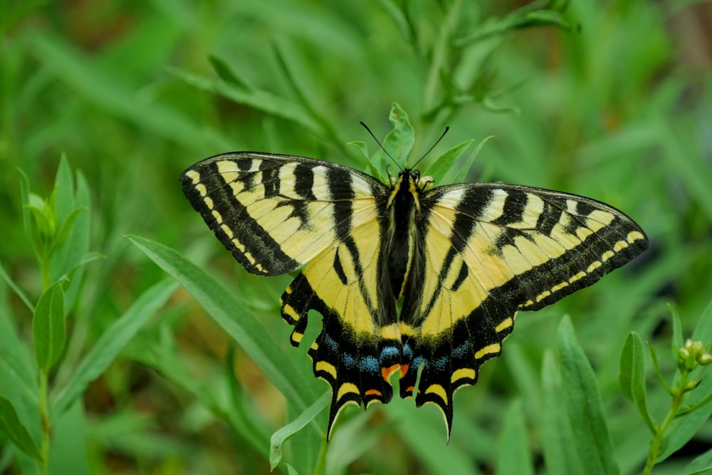 tiger swallowtail butterfly perched on green leaf in close up photography during daytime