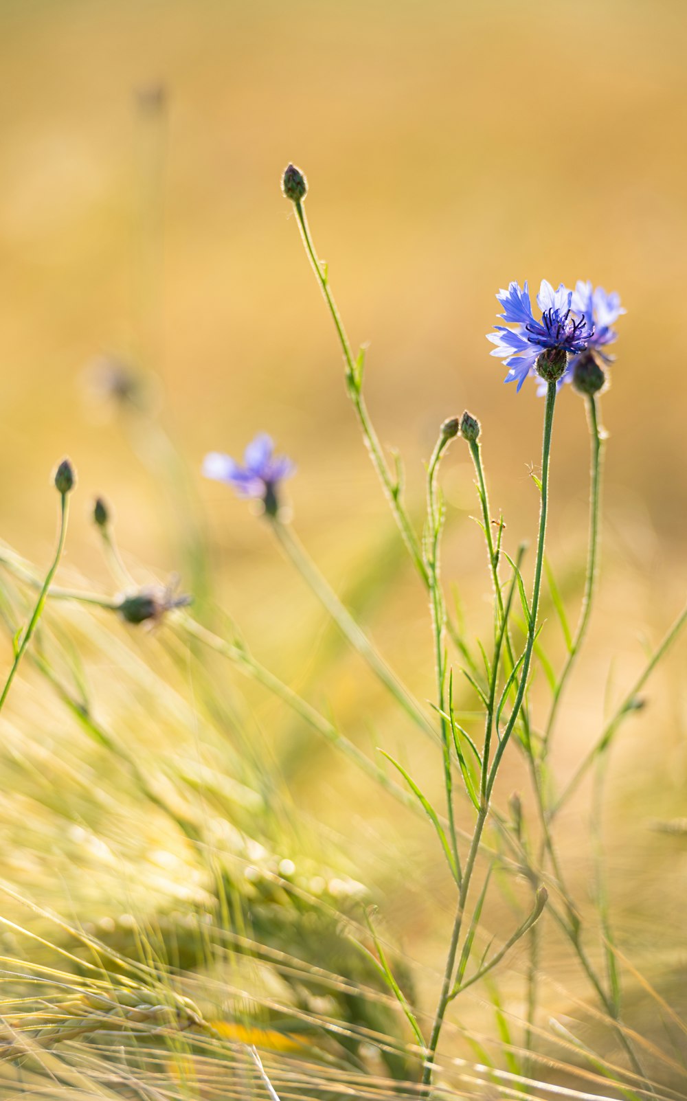 purple flower in tilt shift lens