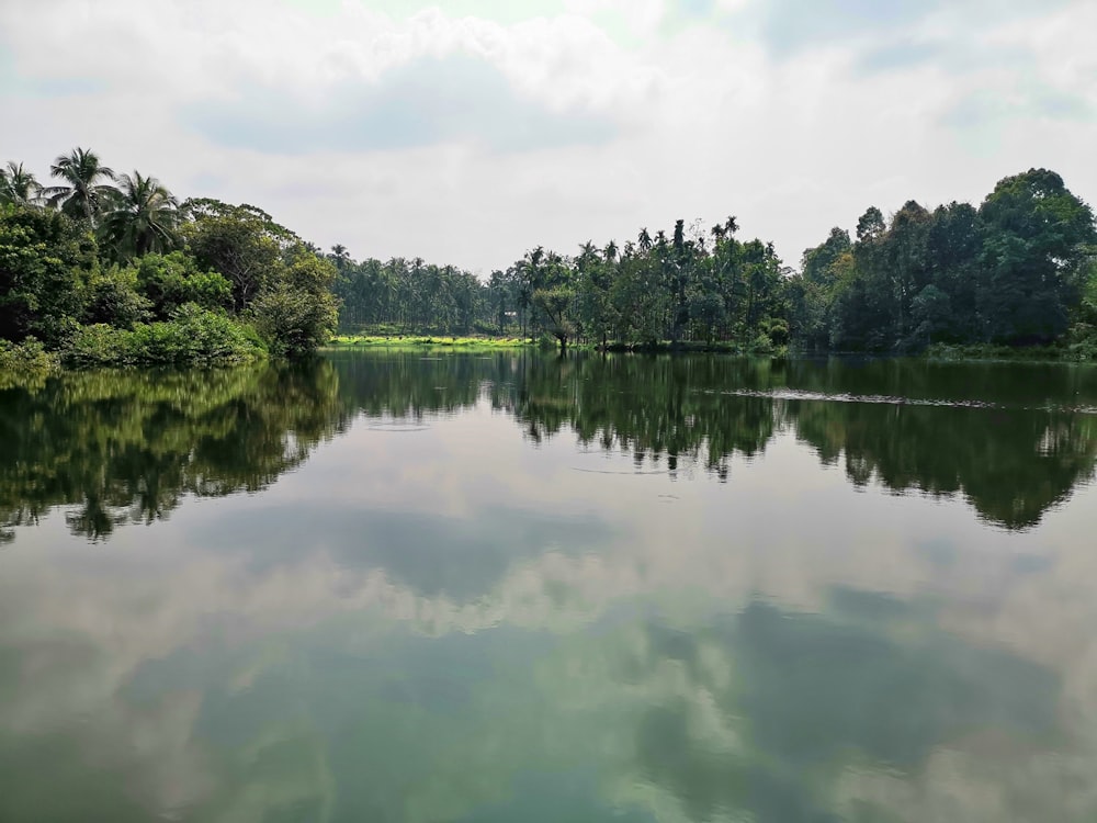 green trees beside river under white sky during daytime