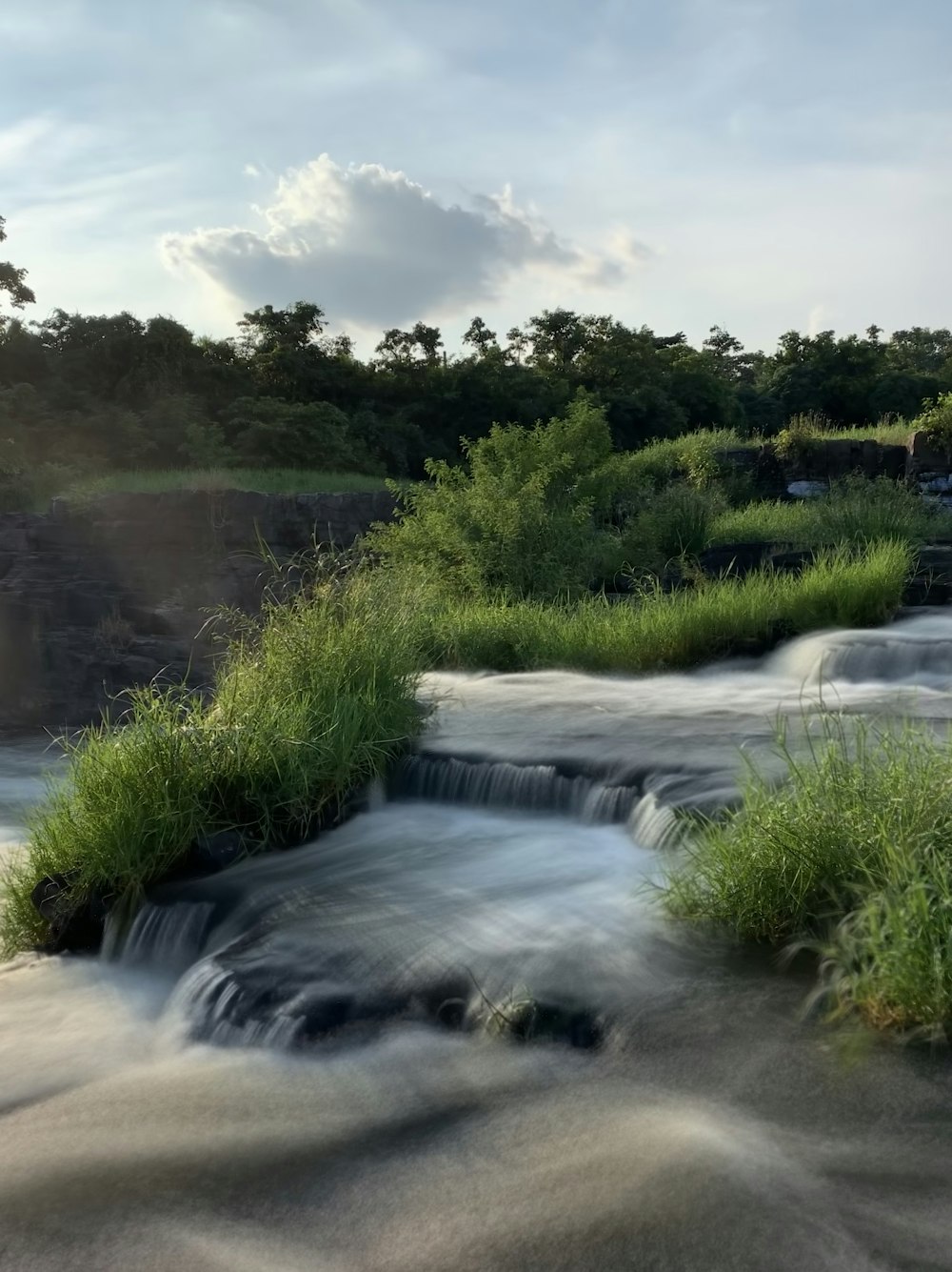 green grass and trees near river