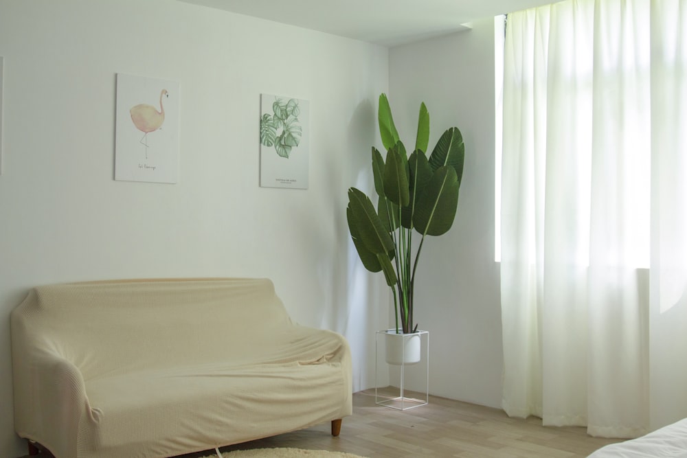 green indoor plant beside bed