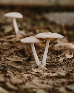 Close-up of delicate mushroom spores settling on a damp forest floor, highlighting unseen life.
