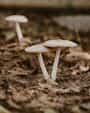 mushrooms mushroom stories
