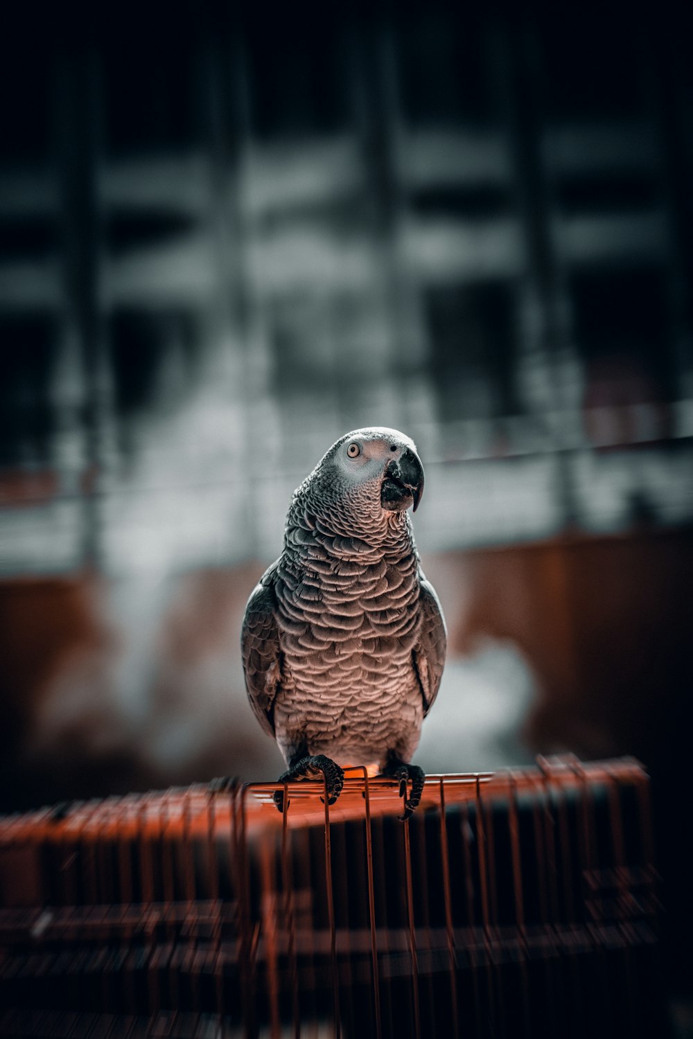 gray and black bird on brown wooden table