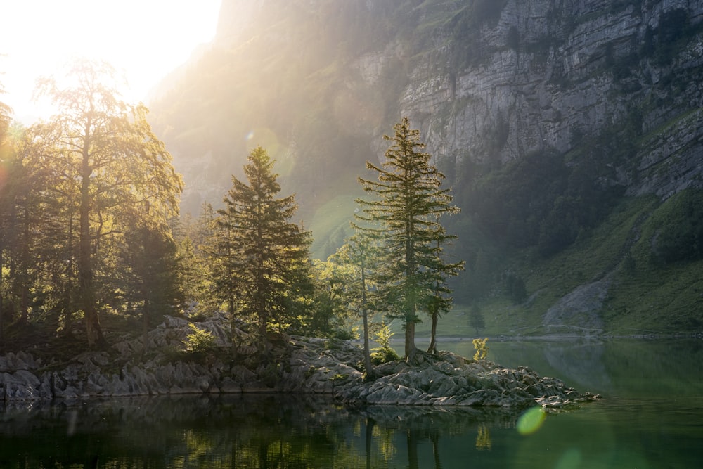 green trees beside river during daytime