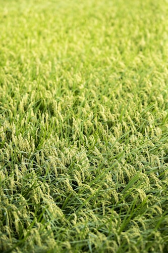 rice plant field