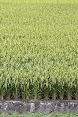 green grass field during daytime