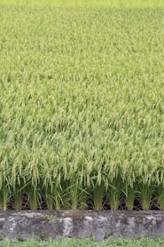 green grass field during daytime