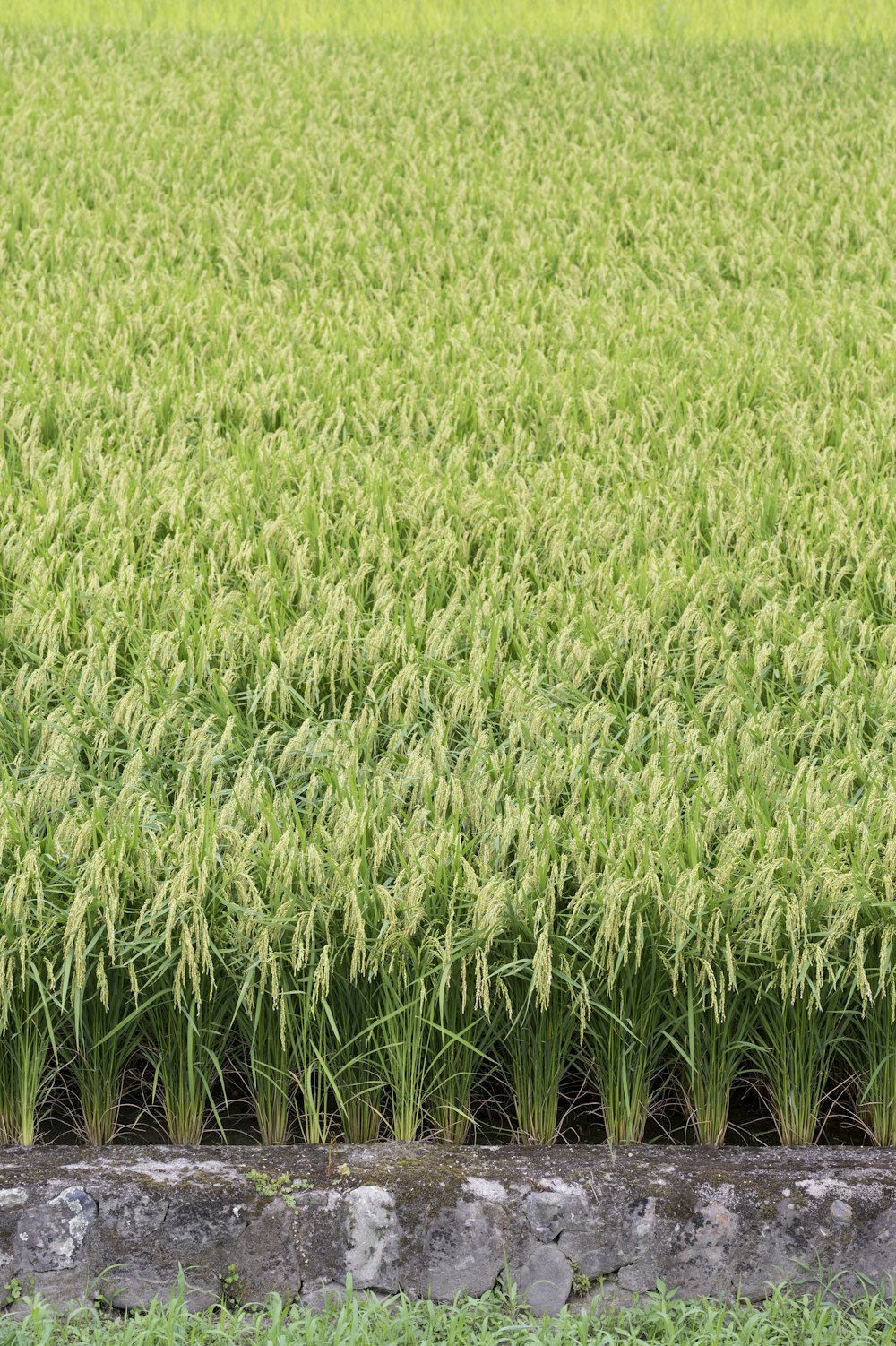 green grass field during daytime