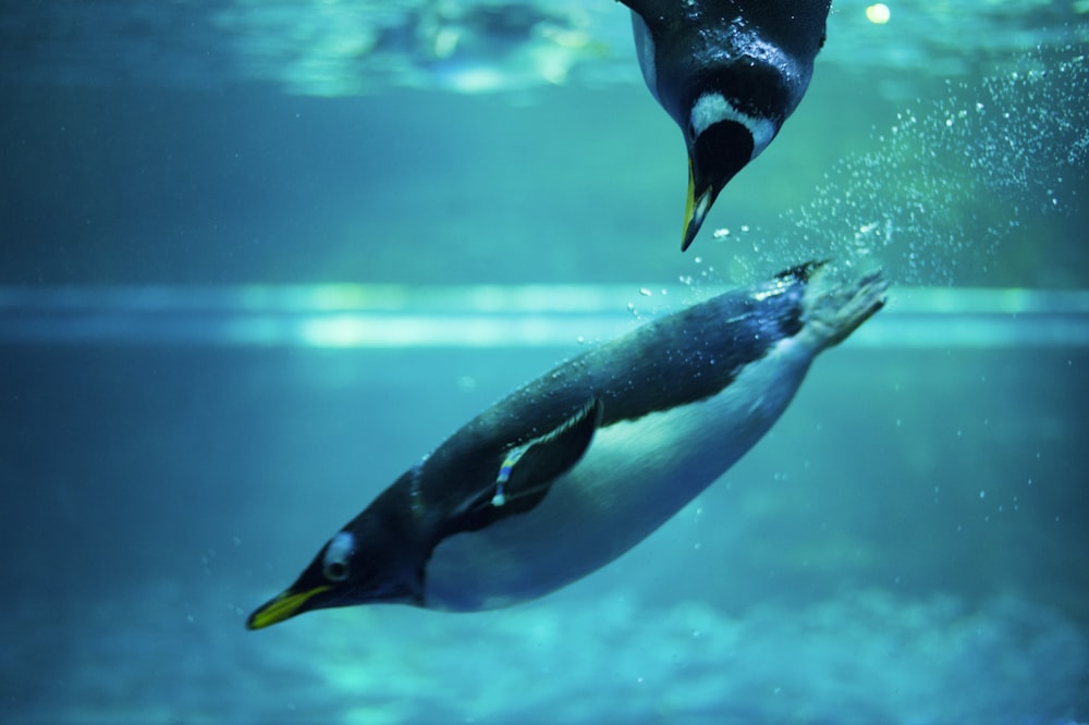 black and white penguin underwater