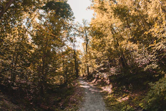 A peaceful forest trail winding through lush greenery under soft sunlight.