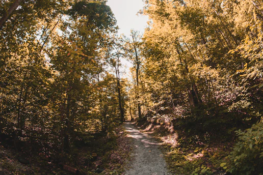 A serene path winding through dense green Mauritian forest with sunlight filtering through the leaves.