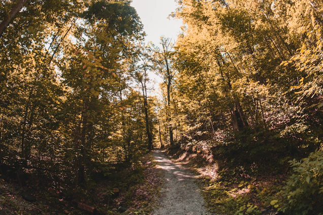 A peaceful trail winding through Froehlich Farm’s lush woodland with sunlight filtering through the trees.
