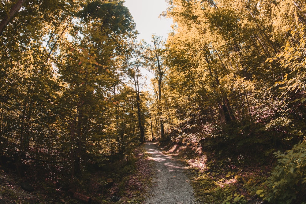 green trees beside road during daytime