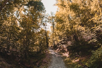 A winding path through a dense forest, with sunlight filtering through the canopy of trees, casting dappled shadows on the ground. Lush green foliage surrounds the trail, creating a serene and peaceful atmosphere.