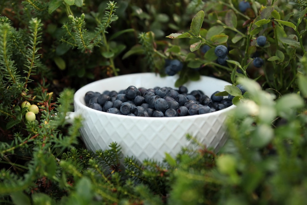 blue berries in white ceramic bowl