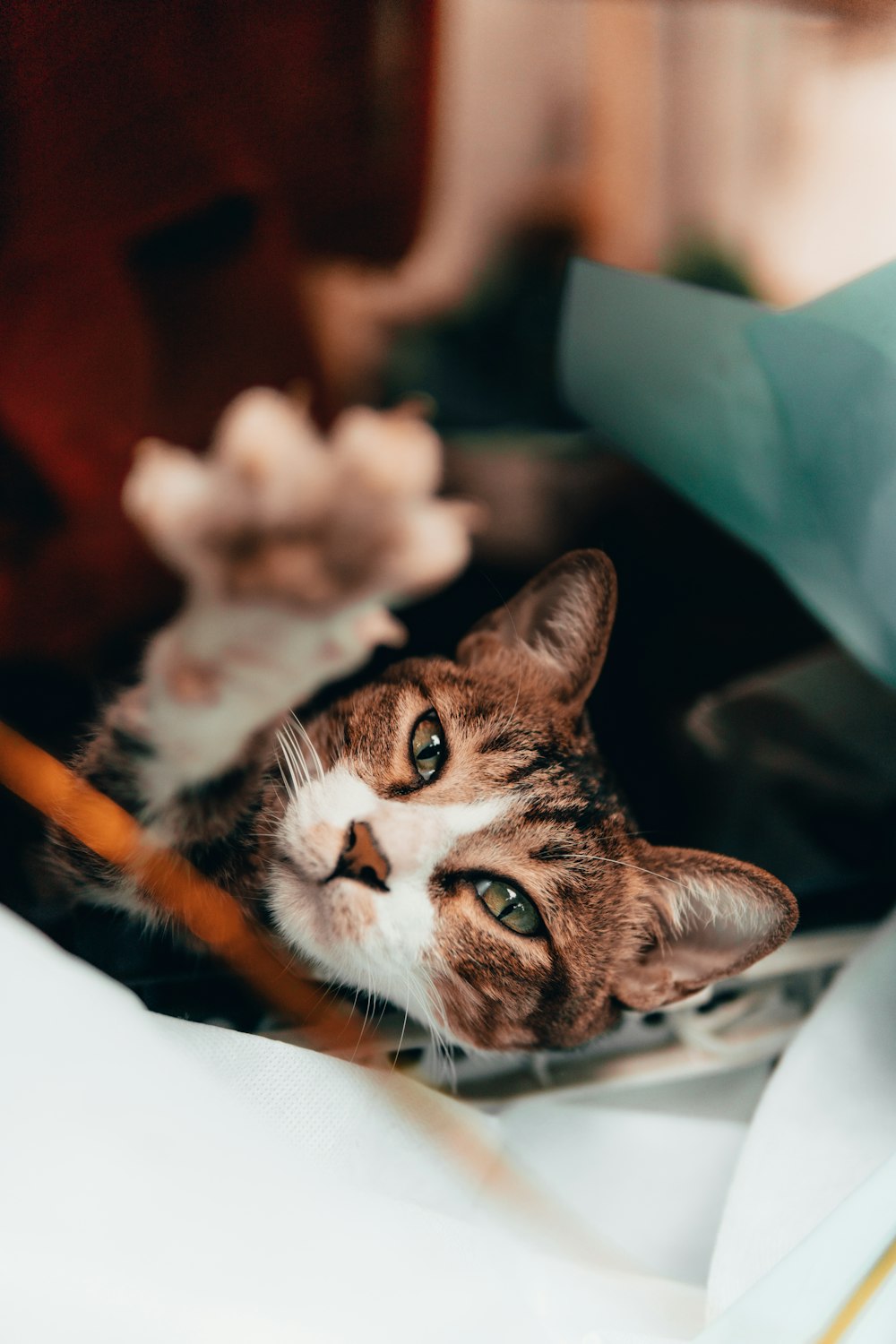 brown tabby cat on white textile