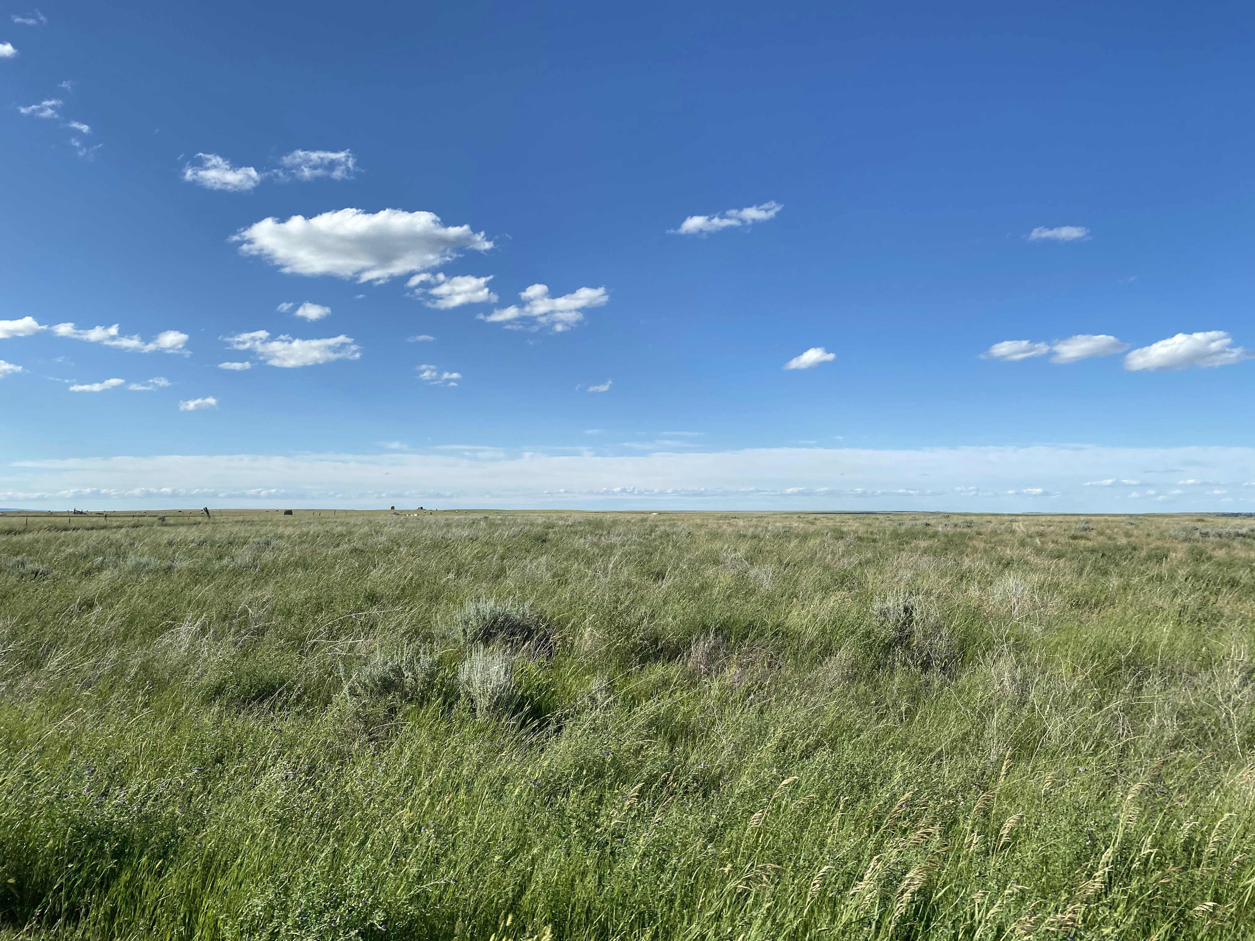 Comanche National Grassland: Colorado’s Dinosaur Trackways (image credits: unsplash)