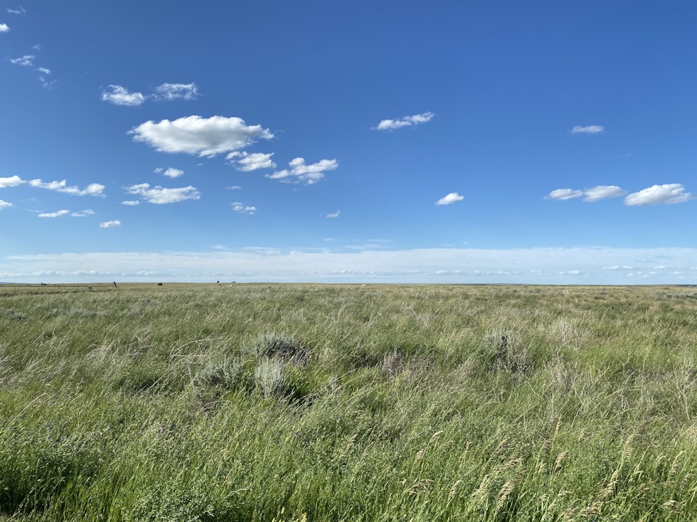 green grass field under blue sky during daytime