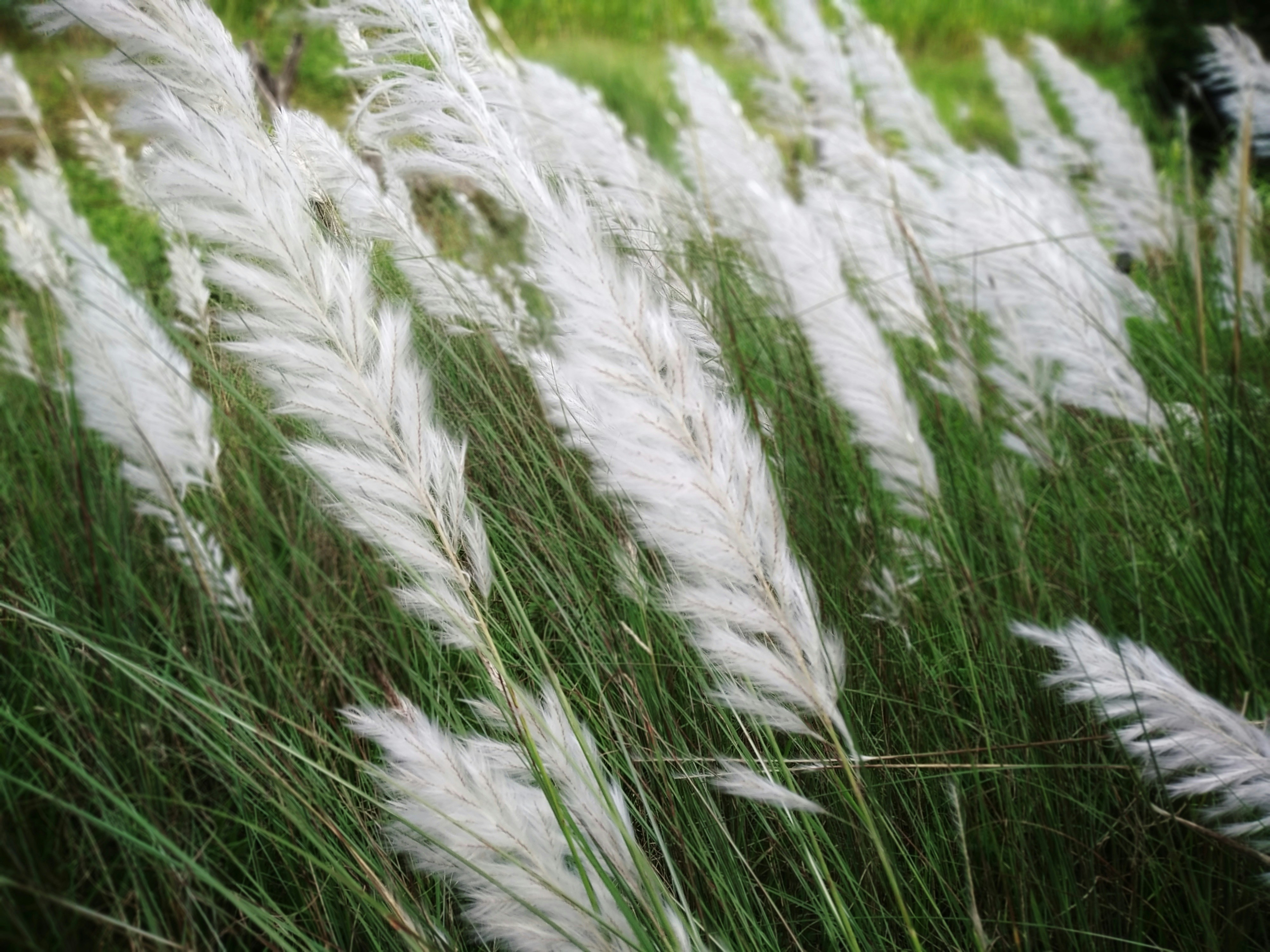 Photo by sumitjaswal