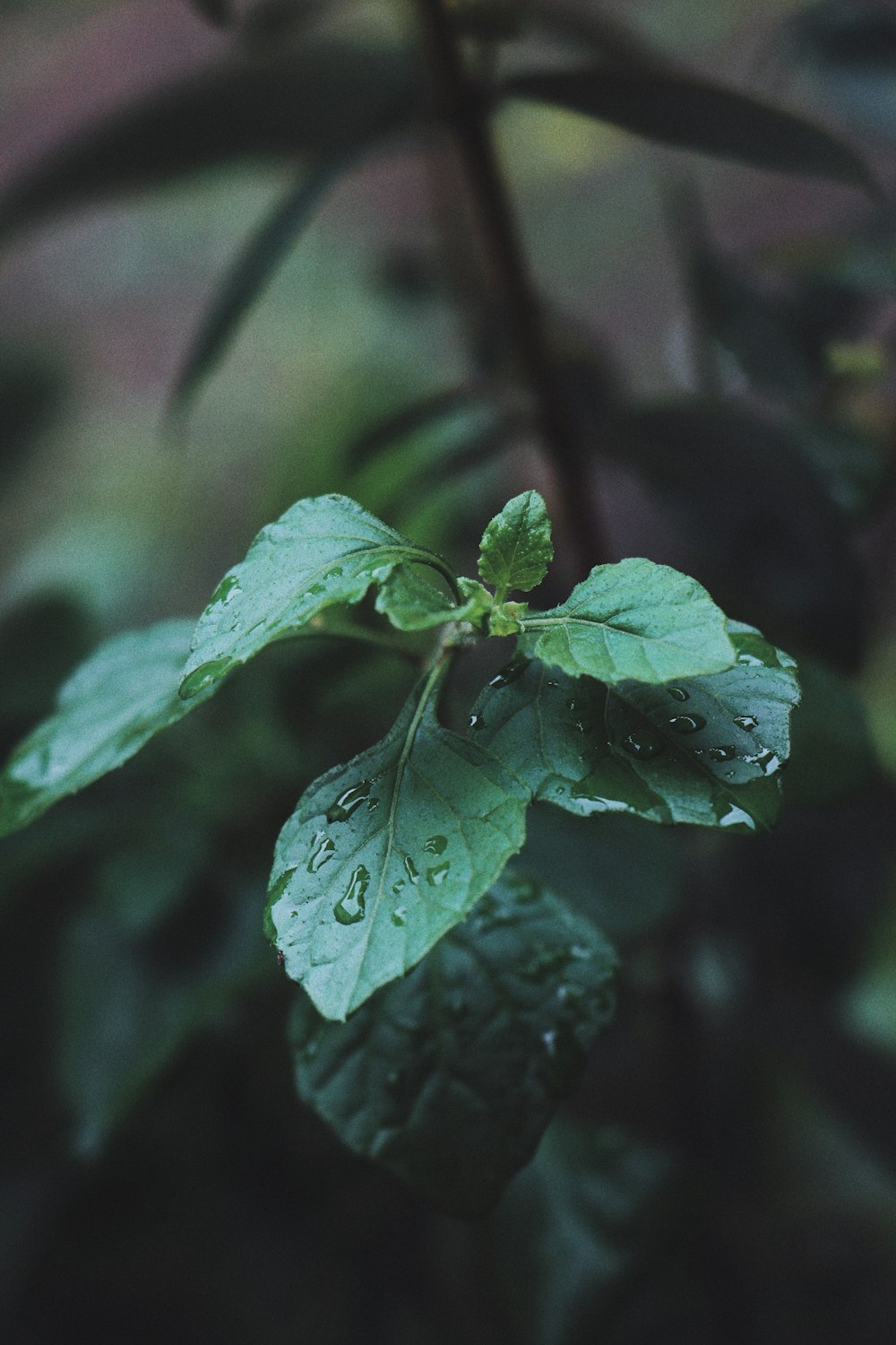 green leaf plant in close up photography