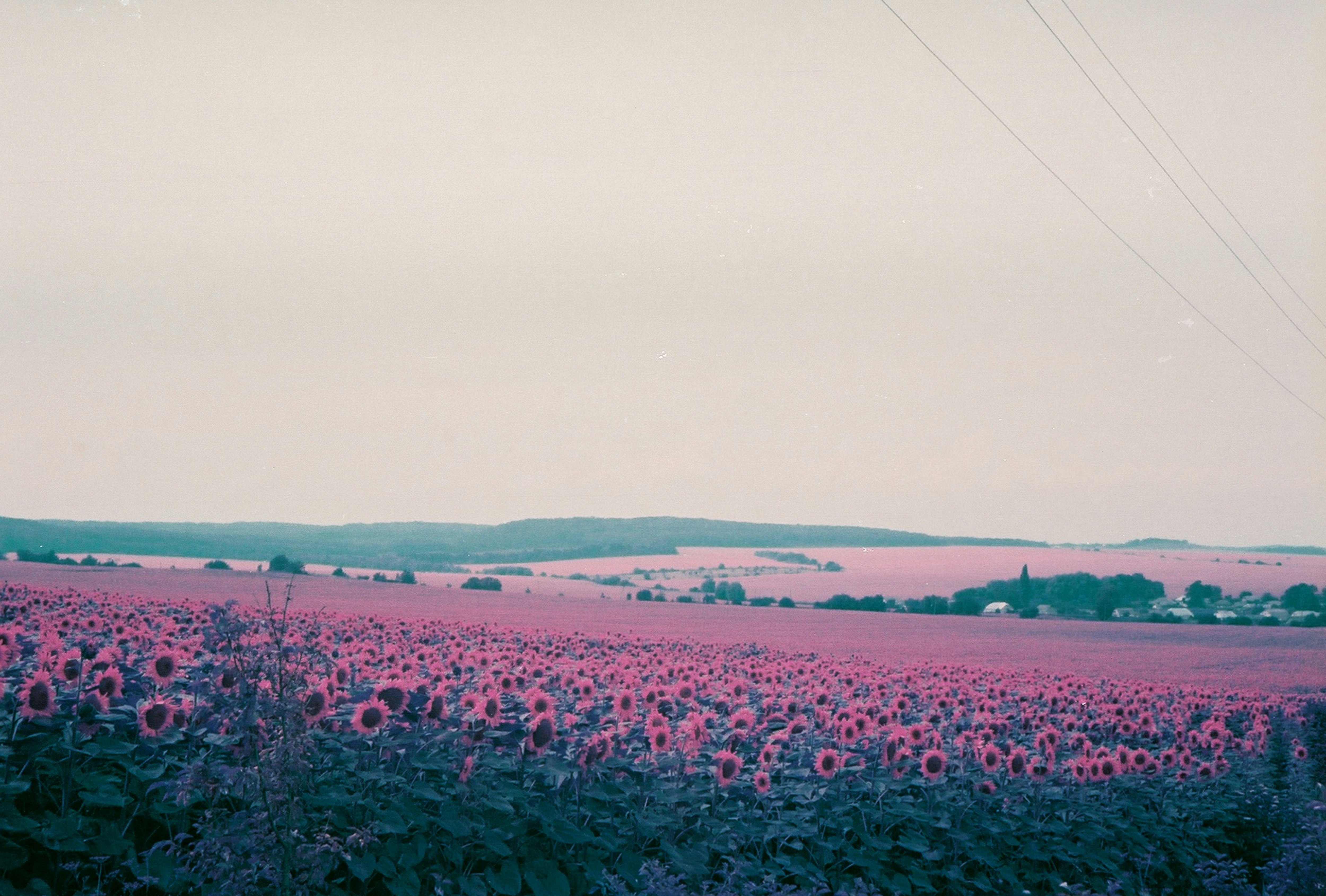 낮에는 하얀 하늘 아래 분홍색 꽃밭 사진 – Unsplash의 무료 꽃 이미지, image size:3000x2027