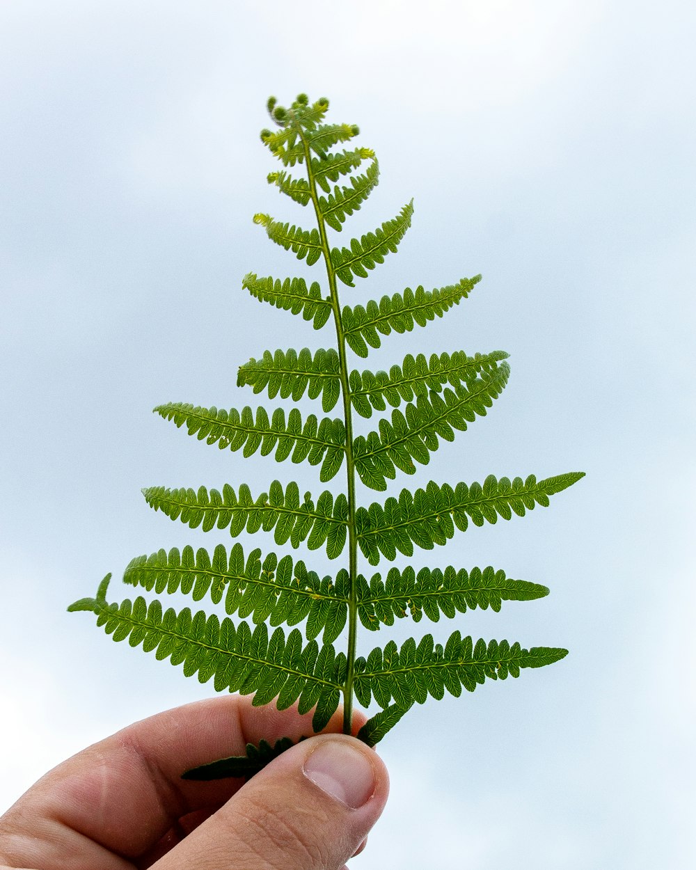 person holding green leaves during daytime