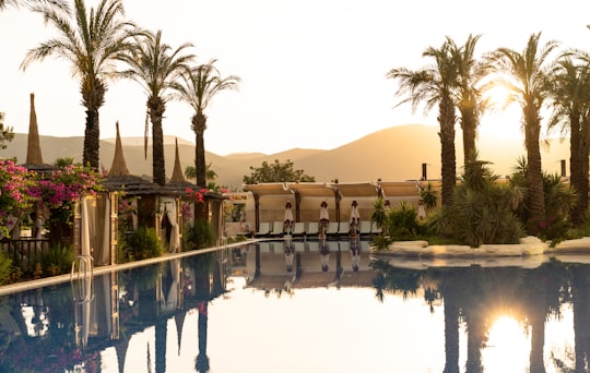 green palm trees near body of water during daytime in Bodrum Turkey