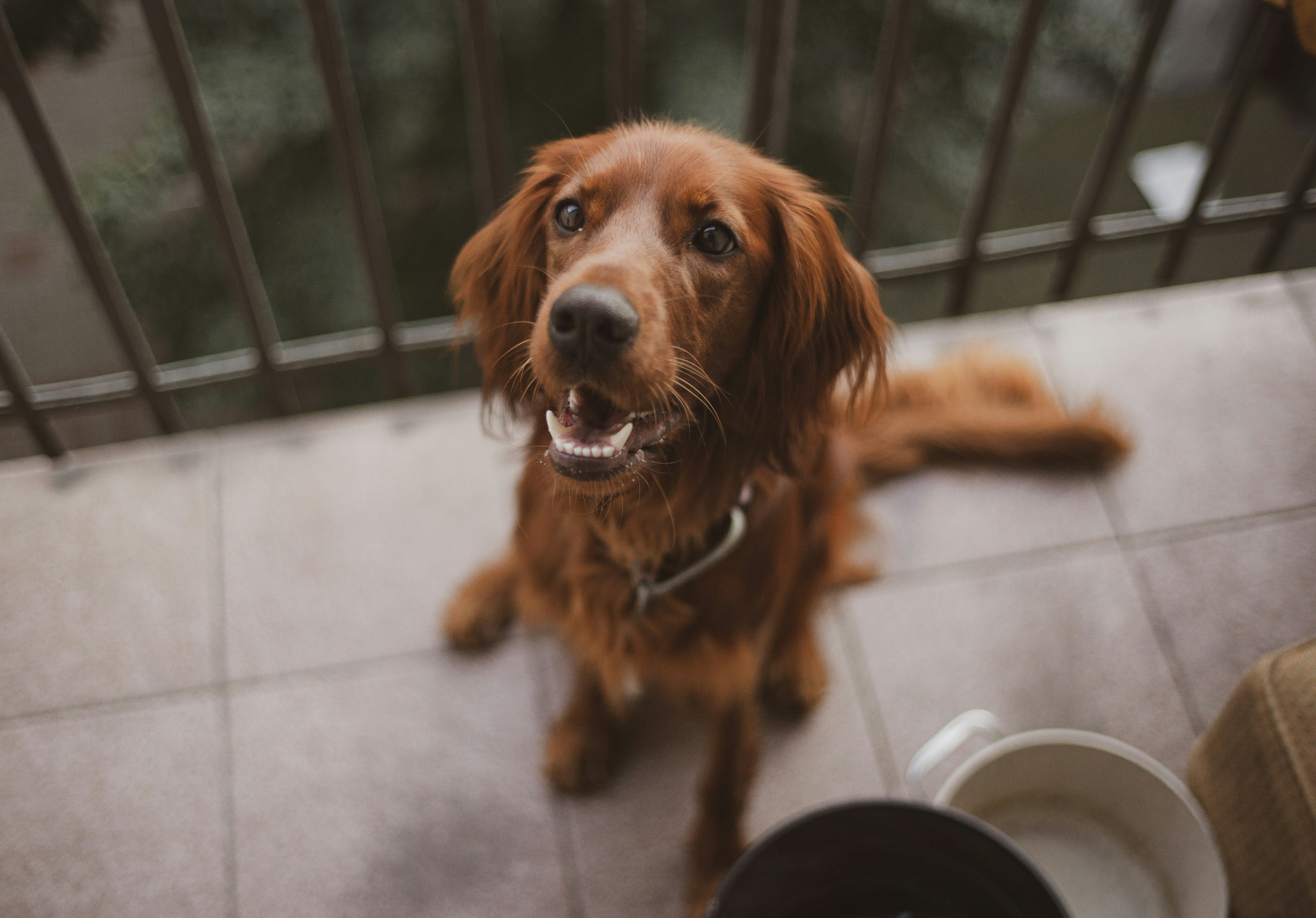 Happy brown dog with long fur sitting on a tiled balcony near a water bowl, looking up expectantly.