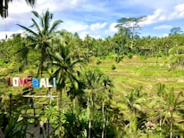 A lush landscape of terraced rice paddies surrounded by vibrant greenery and tall palm trees. A colorful sign spelling 'LOVE BALI' is prominently displayed in the foreground. The sky is mostly clear with a few clouds, adding to the serene and picturesque nature of the scene.