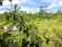 A lush landscape of terraced rice paddies surrounded by vibrant greenery and tall palm trees. A colorful sign spelling 'LOVE BALI' is prominently displayed in the foreground. The sky is mostly clear with a few clouds, adding to the serene and picturesque nature of the scene.