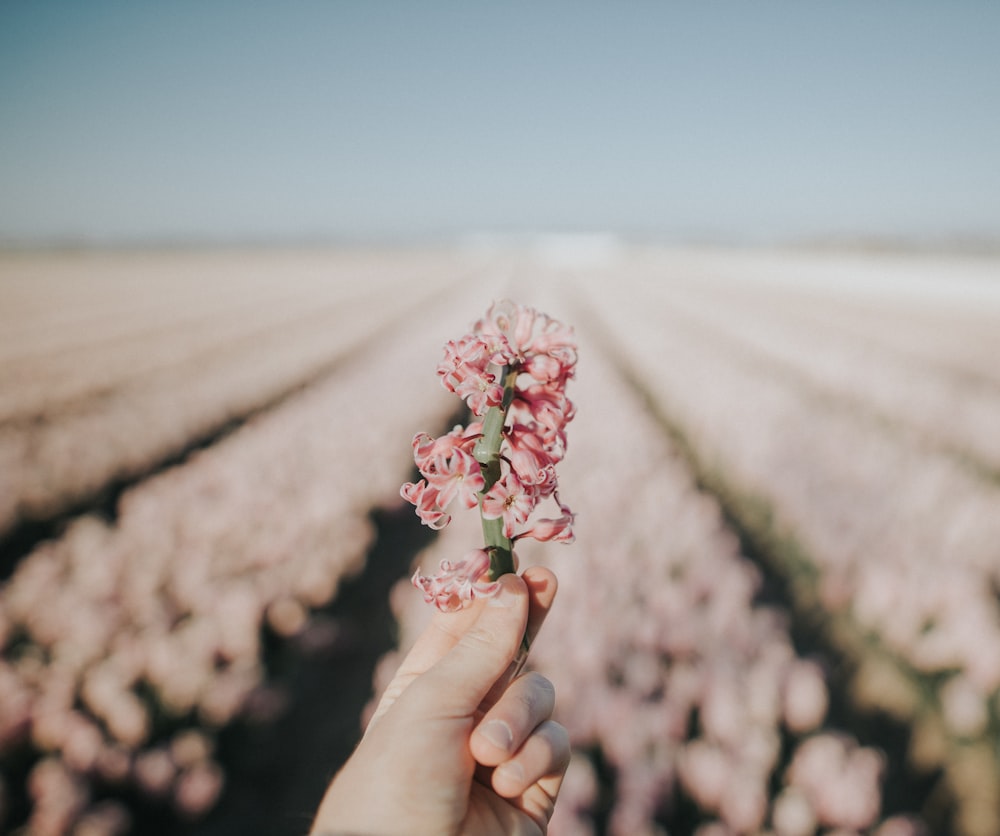 pink and white flower in shallow focus lens