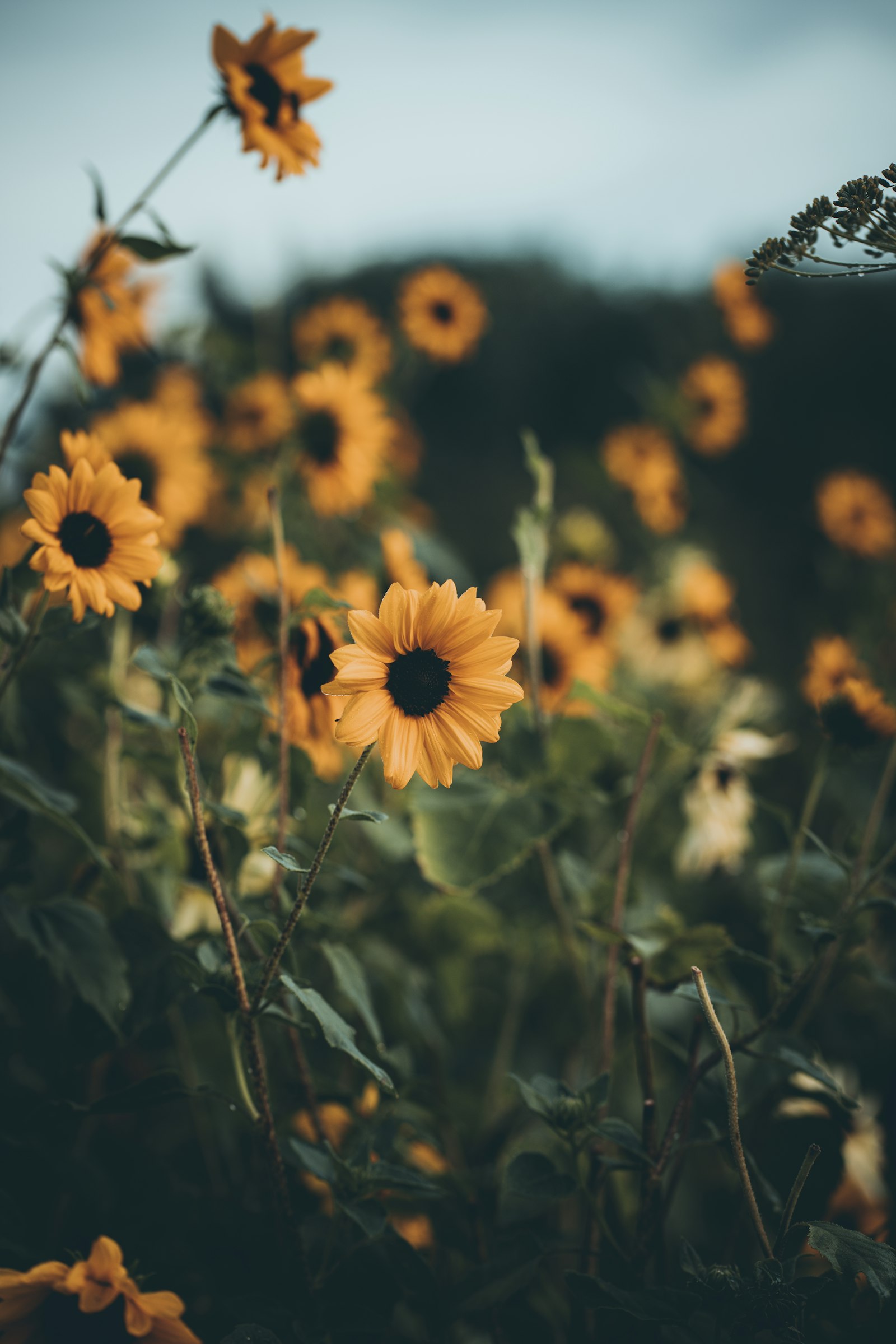 Sony a7R II + Sony FE 85mm F1.8 sample photo. Yellow sunflower in tilt photography