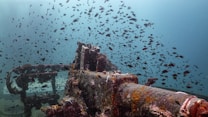 A submerged wreck encrusted with coral and marine life, surrounded by a large school of small fish in the clear blue ocean. The structure appears to be part of an old ship or submarine, covered in rust and marine growth.