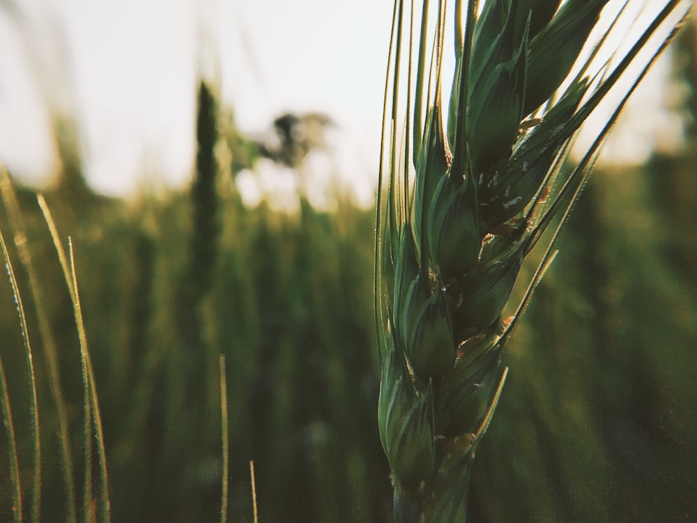 green wheat in close up photography