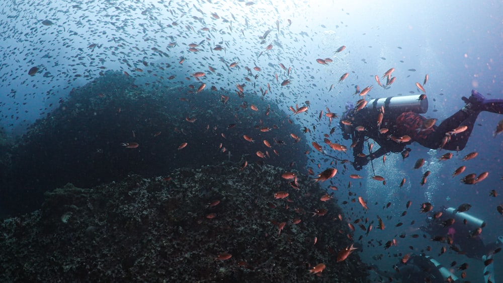 school of fish in water