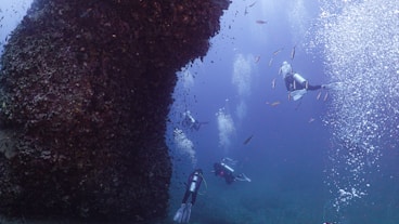 A group of divers exploring vibrant underwater landscapes in clear blue waters.